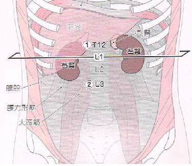 ＨＰ　腎臓の位置①.png